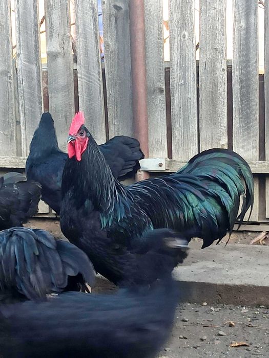 Cocosi Australorp