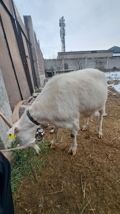 Заенские козы продам