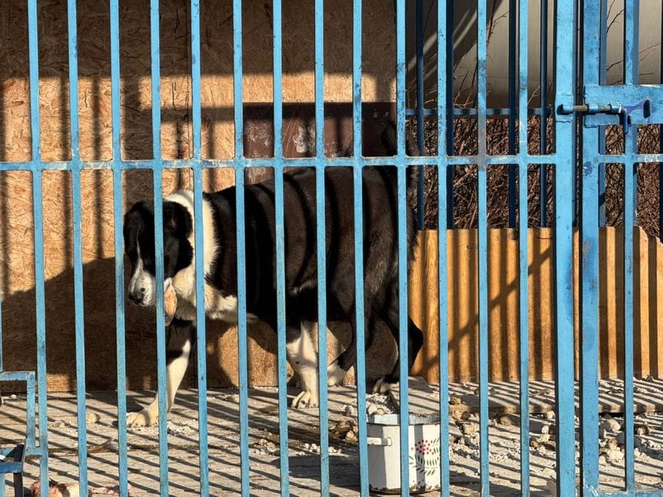 Алабай 1 год