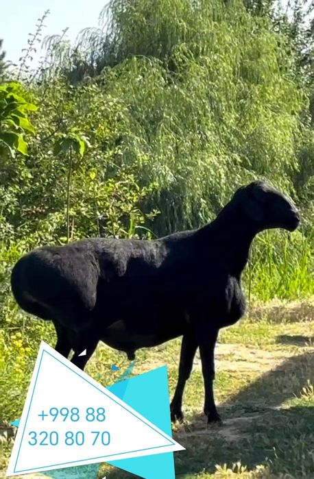 Zotli Quchqorlar Nasil olishga