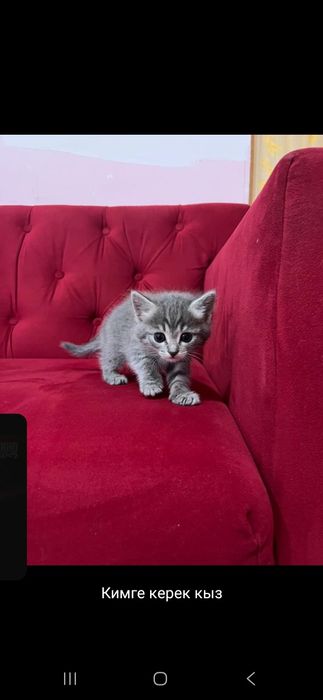 Котята в добрые руки