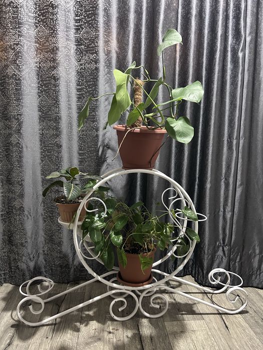 Комнатные цветы с подставкой продам