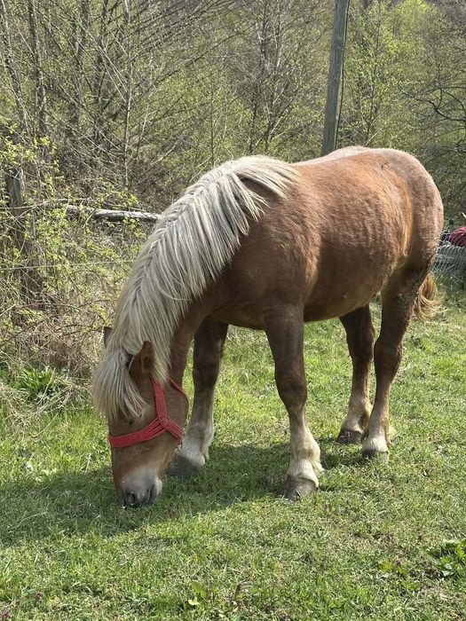 Vand pereche manze de un an