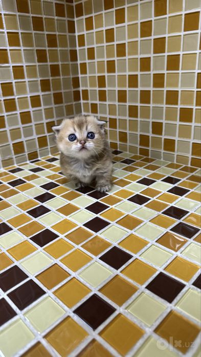 Манчкин килт девочка