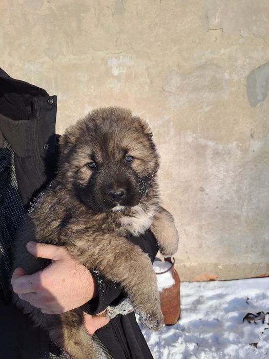 Продам щенков кавказкой овчарки