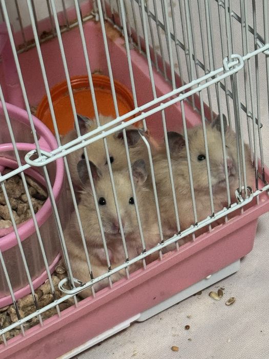 Хомячки, домашные, спокойные