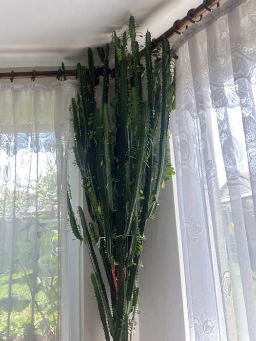Кактус euphorbia ingens 2.20 м.