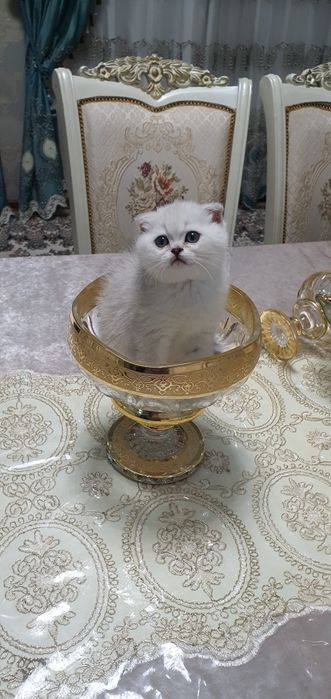 Шотландский скотиш фолд