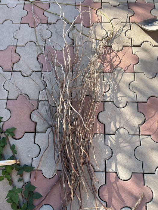 Извилистые ветки ивы, березы