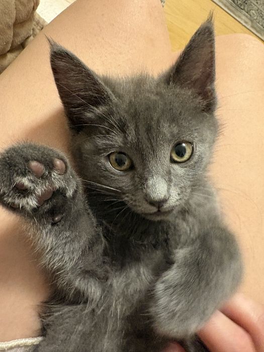 Ищем дом для милой кошечки!