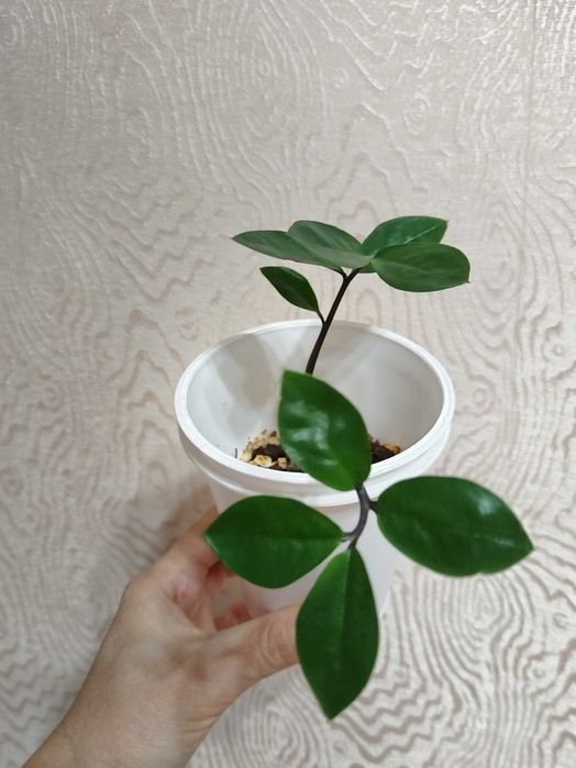 Замиокулькас {долларовое дерево)