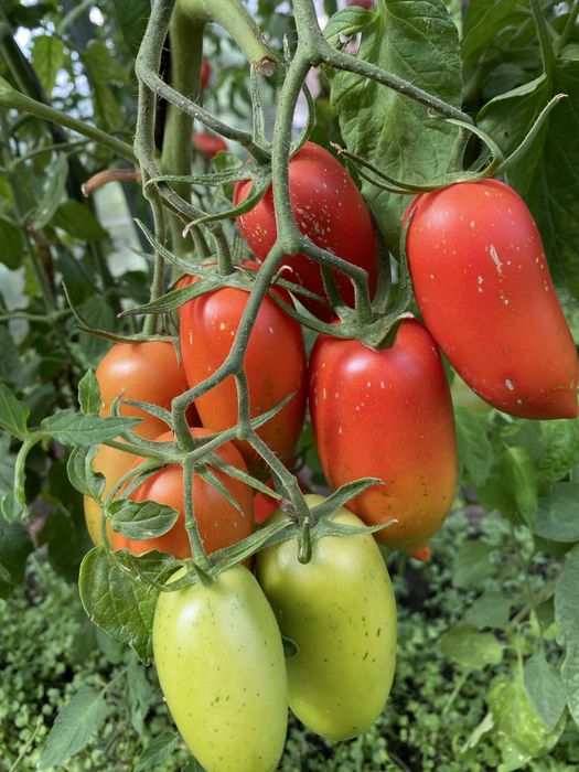 Семена помидор редкие сорта