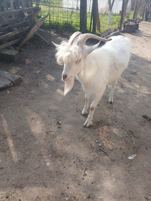 Vând Țap, are varsta de un an , perfect sanatos