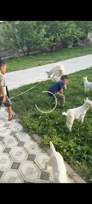 4 еу туған Ешкі  сатылады