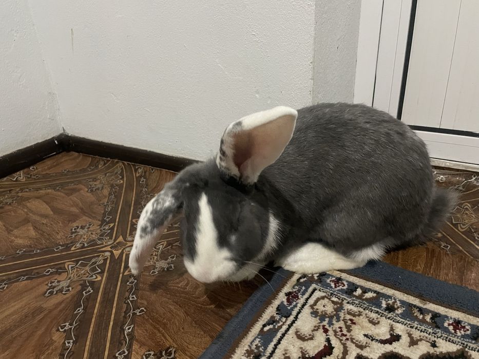 Quyon erkak, Кролик самец