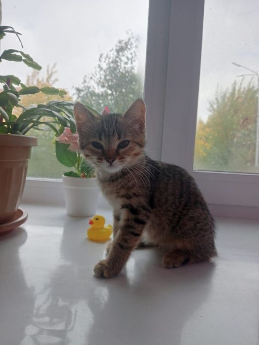 Отдам кошечку породистую мама вислоухая