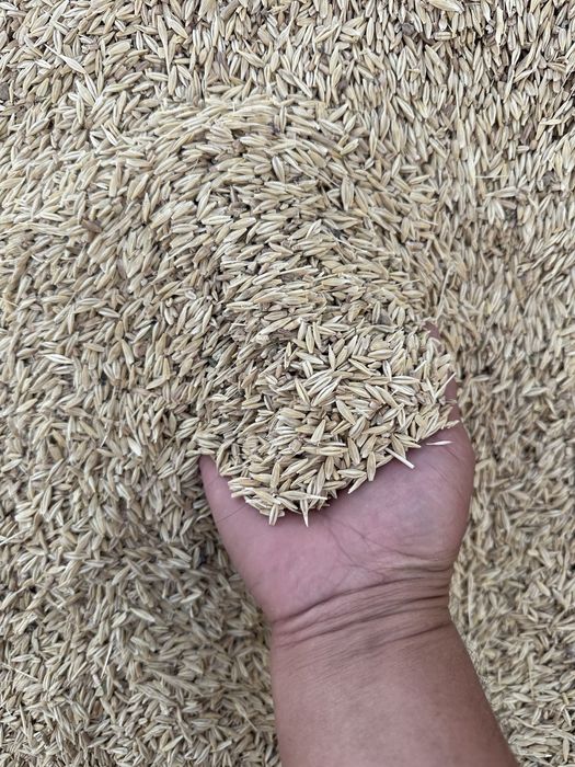 Арпа местный 2025 орылым