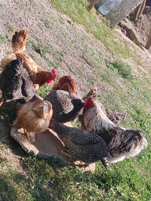Vand cocoș ft blad de 1 an inelat