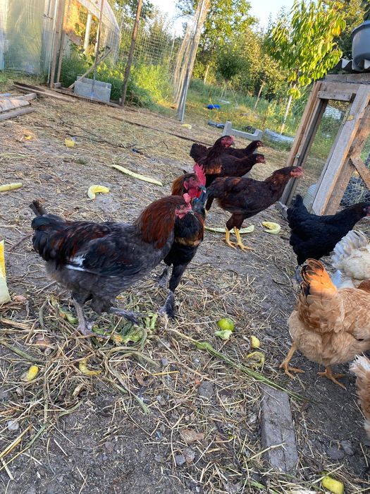 Cocoși / puicuțe de vânzare !