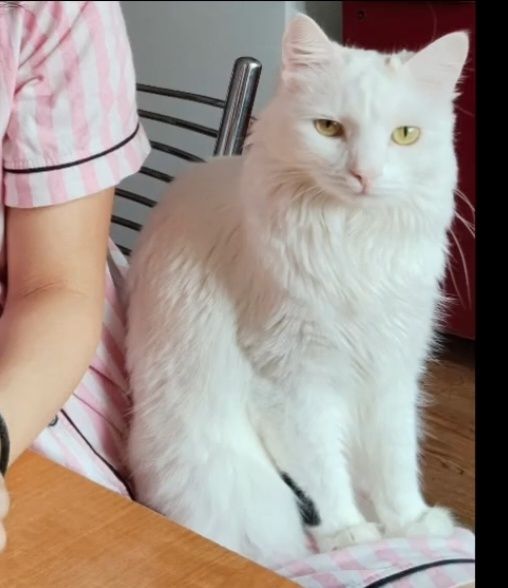 Отдам стерилизованных кошек