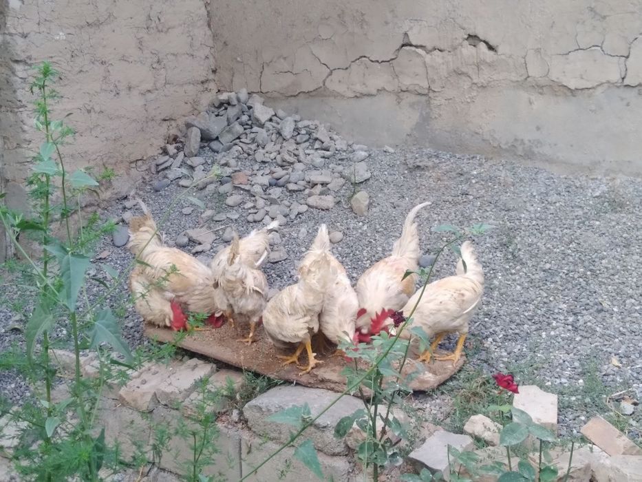 Xoʻroz sotiladi samarqand
