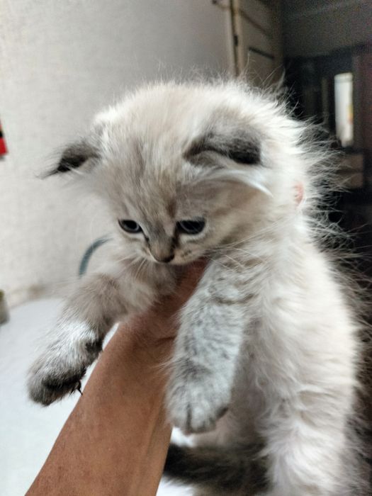 Продам катенка мальчик