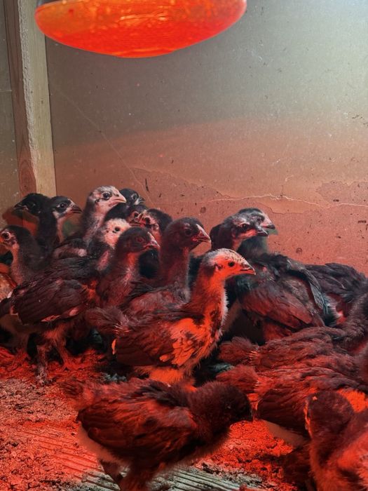 Андижон кора жужалари сотилади !