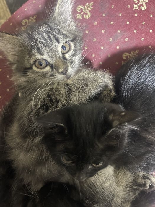 Xadiyaga mushuklar beriladi