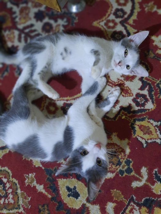 Котята 3 месяцаа
