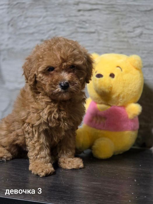 Продаются щенки Пуделя