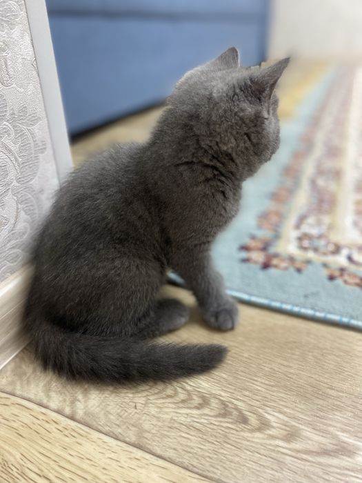 Британская кошечка