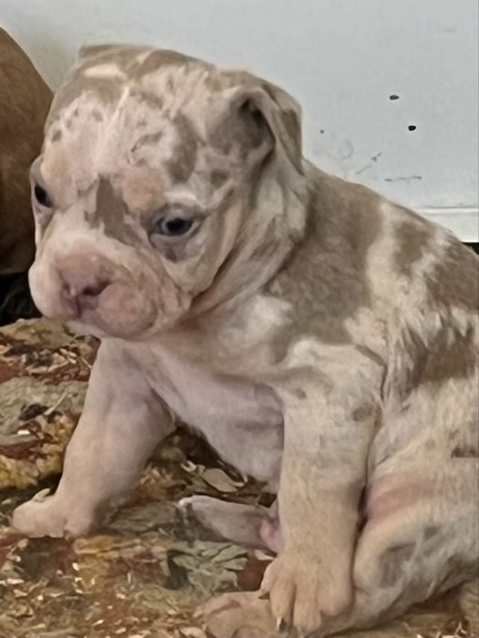 Американский булли щенки