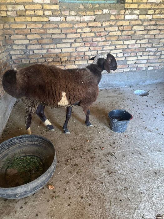 Uyda yaxshi boqilgan qo‘ylar arzon narxlarda sotiladi.Yana kelishiladi
