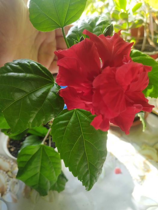 Гибискус махровый сортовой