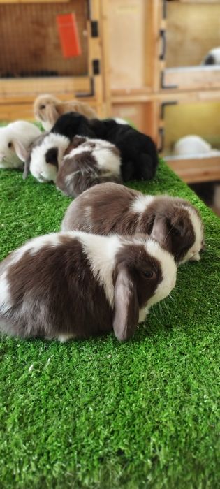 Oʻsmidigon mitti Karlik  quyon bolalari sotuvda 200  mindan