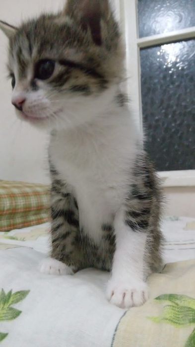 Отдам котят в добрые руки.