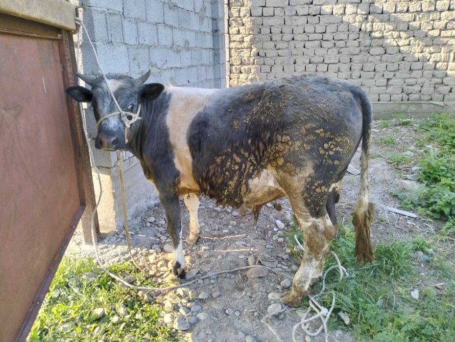 1 жастан асқан семіз Бұза сатылады!