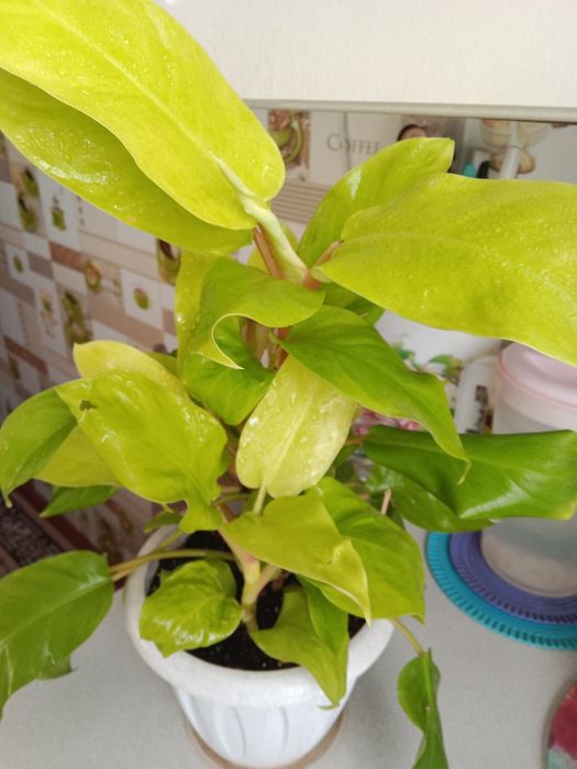 Филодендрон Малай голд продам