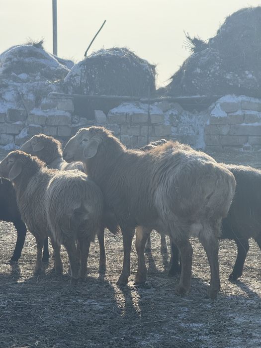 Арашан қошқарсатамын