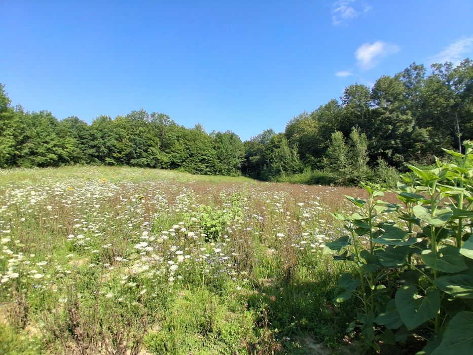 Teren  intravilan cu TITLU DE PĂDURE