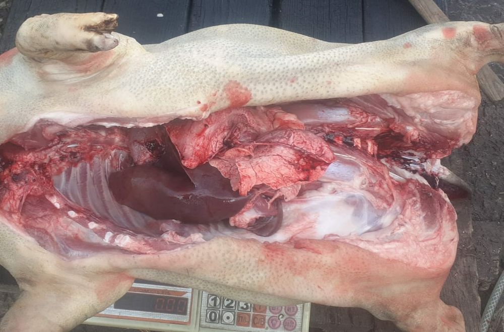 Мясо вьетнамская свинина