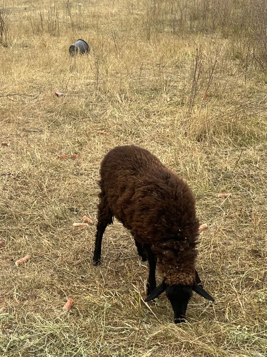 Vand berbc carabas de 4 ani si 2 miele de anul acesta cele negre sau schimb cu oi asau alte animale