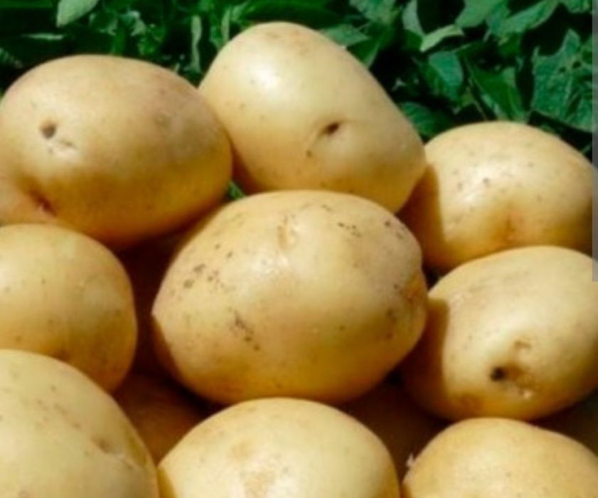 Продам семенной картофель сорт Гала