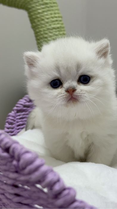 Шиншилла silver ns 11