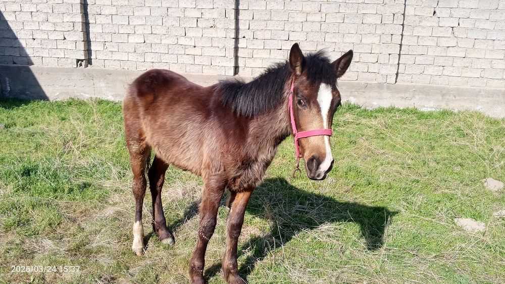 7 oylik toy sotiladi