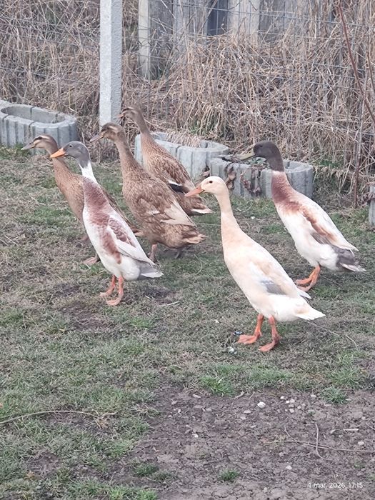 oua pentru incubat rate indiene pentru melci