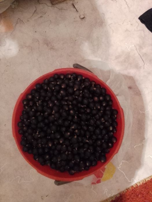 Продам смородину в