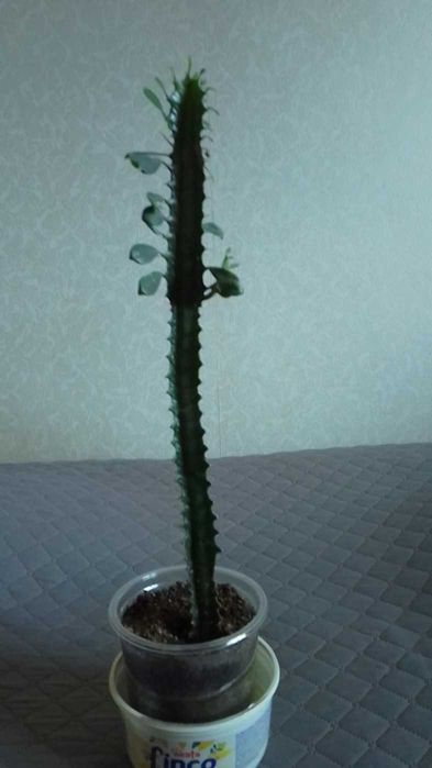 Кактус  - цвете -