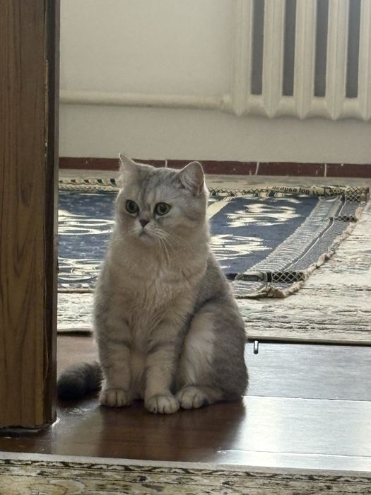 Британский парода