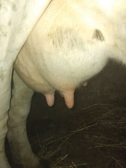 Vând vaca tânără